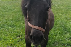 GA_Pony2